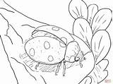 Coloring Pages Ladybug Ladybugs Printable Fly Ready Kids Drawing Super sketch template