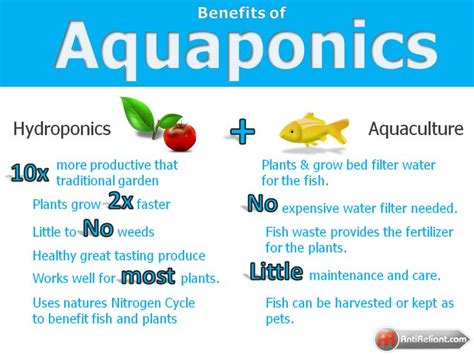 benefits  aquaponics aquaponics aquaponics system
