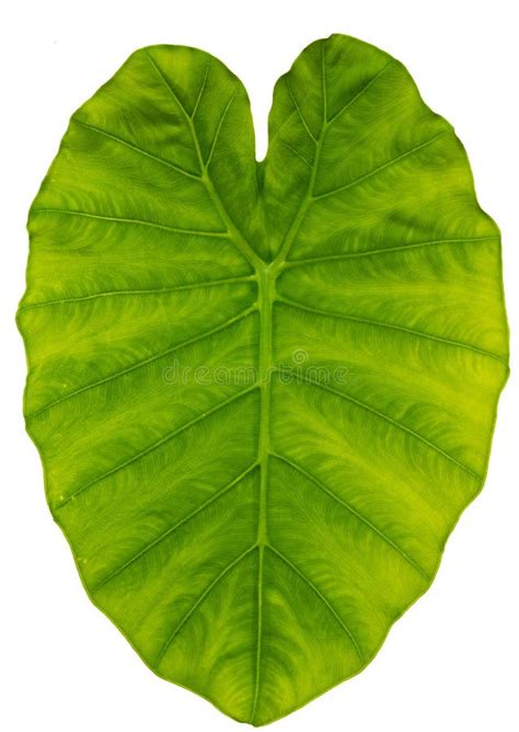 elephant ear leaf stock photo image  backgrounds plant