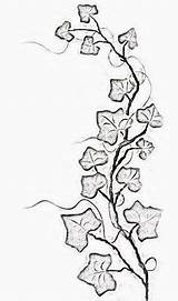 Ivy Vine Tattoo Drawing Tattoos Vines Flowers Leaf Line Plant Poison Thin Outline Small Simple Leaves Drawings Draw Women Designs sketch template