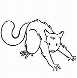 Possum Coloring Streching Doing Pages Draw Drawing Colouring Printable Template Luna Color Size Glider Sugar Coloringhome Getdrawings Comments Print sketch template