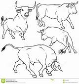 Taureau Espagnol Vache Veau Dessus sketch template