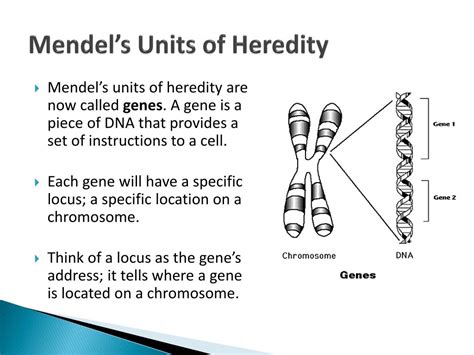 Ppt Genes Heredity And Punnett Squares Powerpoint Presentation Id