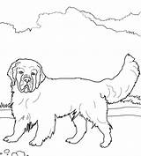 Spaniel Clumber Springer Redbone Coloringpagesonly Asd3 Supercoloring sketch template