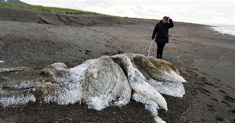 mysterious giant sea monster covered in hair with long