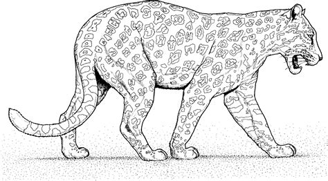 cheetah coloring pages  getcoloringscom  printable colorings
