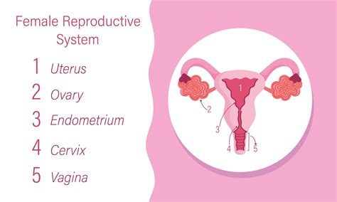 female reproductive system diagram color
