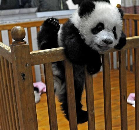 wallpapers cute baby panda pictures