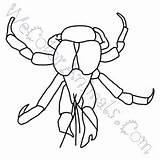 Coloring Coconut Crab Pages Click sketch template