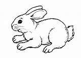 Bunny Coloring Cute Baby Pages Rabbit Bunnies Drawing Animal Print Cartoon Kids Books Printable Color Drawings Winter Bunnys Easter Getcolorings sketch template