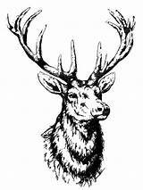 Stag Head Drawing Drawings Paintingvalley sketch template