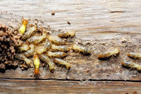 termites terminix service    pest control termite treatment trustterminixcom