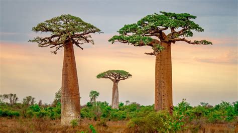 baobab tree wallpaper hd  desktop trees baobab tree tree  xxx
