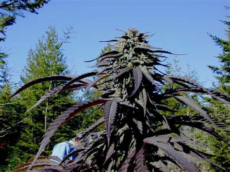 top high yield strains list indoor and outdoor seeds mold