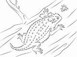 Lizard Horned Coloring Pages Texas Toad Clipart Drawing Plateau Striped Frog Animals Lizards Printable Template Sketch Designlooter Kids Cliparts Drawings sketch template