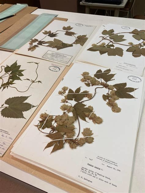 george  ledingham herbarium university  regina