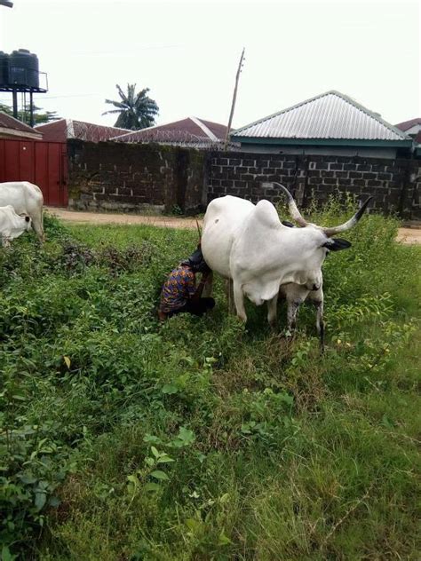 I Love Fucking Cows As Fulani Man Was Caught Having Sex With A Cow