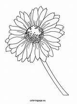 Daisy Coloring Pages Gerbera Getcolorings Color Flower Printable sketch template