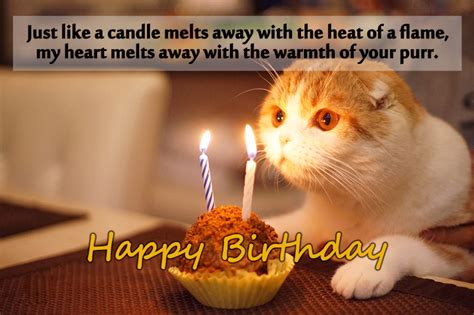 Best Birthday Wishes Message For Lovely Cat Wishesmsg
