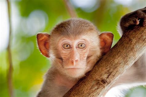 conheca os diversos significados de sonhar  macaco wemystic brasil