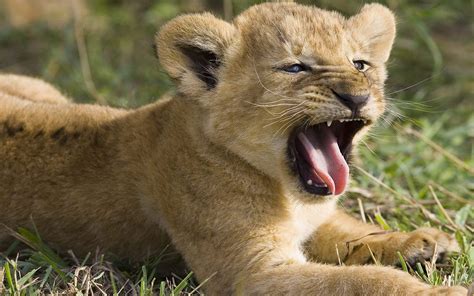 fantastic baby lion pictures