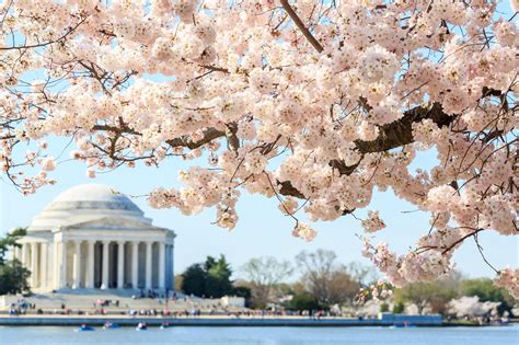 The 2020 Washington Dc National Cherry Blossom Festival Mobility Guide