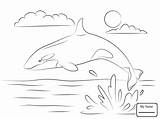 Orque Orca Coloriage Ausmalbilder Orka Killerwal Wale Springt Shamu Wal Ausmalbild Kleurplaten Niedlicher Whales Supercoloring Malen Hors Saute Babel Wody sketch template