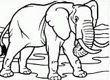Gajah Mewarnai Sketsa Anak Menggambar Paud Contoh Nyata Tampak Hitam Hewan Binatang Lucu Herbivora Cara Badannya Warnai sketch template