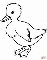 Coloring Ente Ausmalbild Duckling Colorare Disegni Anatroccolo Kostenlos Ausdrucken Brutto Kinderbilder sketch template