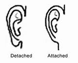 Attached Earlobes Detached Genetics Human Pedigree Dominant Inheritance Simple Traits Lobes Earlobe Unattached Ear Science Recessive Attachment Analysis Projects Genes sketch template