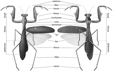 manual  praying mantis morphology nomenclature  practices insecta mantodea