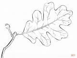 Leaf Oak Tree Coloring Draw Drawing Pages Roble Step Printable Leaves Hojas Para Hoja Una Dibujo Contour sketch template