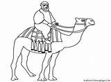 Unta Camels Arabian Dromadaire Mewarnai Pasir Kamel Coloriage Diwarnai Menunggang Crossing Realisticcoloringpages sketch template
