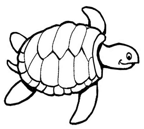 turtle coloring pages  print swsyq