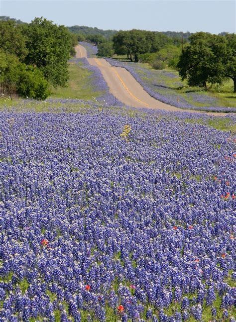 springtime in texas gallery ebaum s world