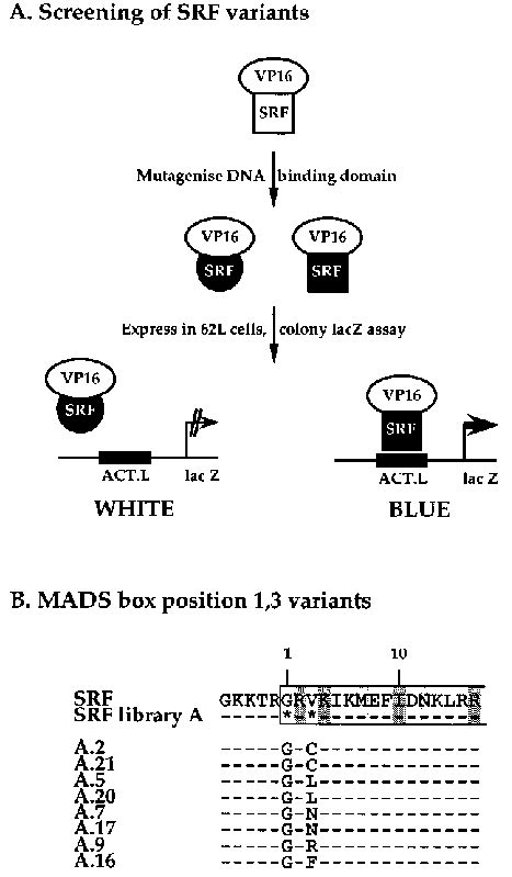 srf mads box position    glycine  efficient binding  vivo  scientific