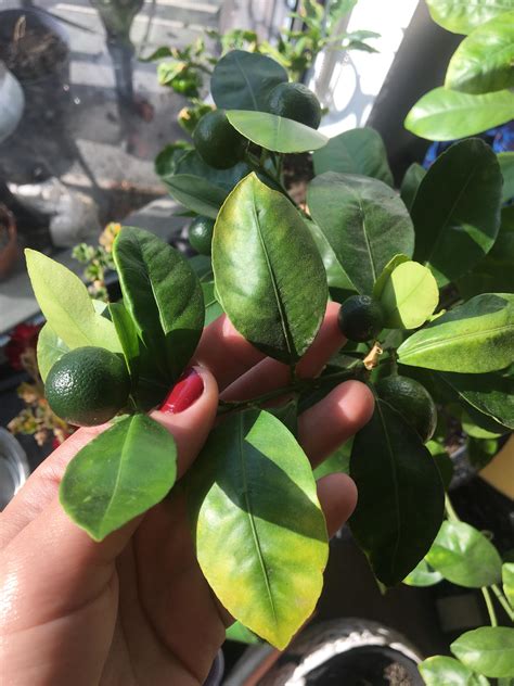 lime tree  brought indoors      leaves