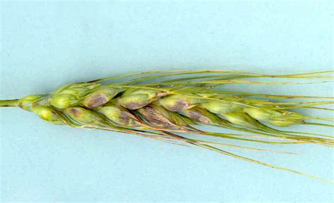 wheat glume blotch department  agriculture  aquaculture