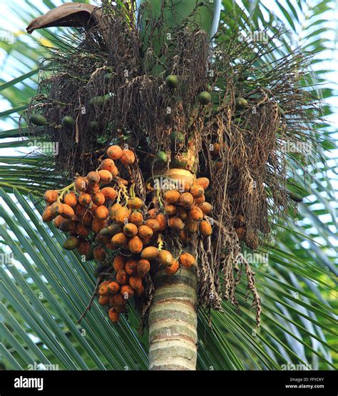 bunch  betel nut areca catechu  betel palm thekkady  idukki kerala india stock photo
