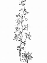 Coloring Larkspur Flower Pages Recommended sketch template