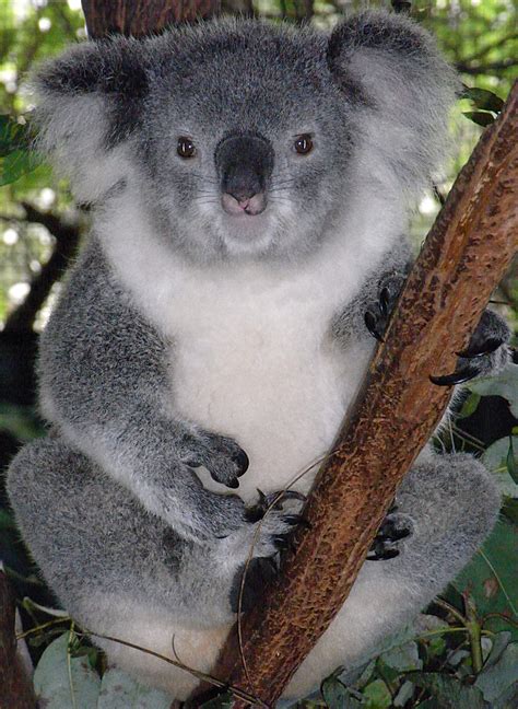 filefriendly female koalajpg wikipedia