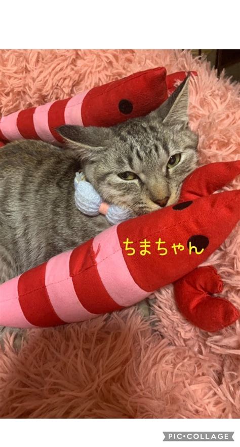 ねこのいろいろ 非営利ハピネスねこ譲渡会abt「猫の手も借りたい」～小さな命の未来への道作り～