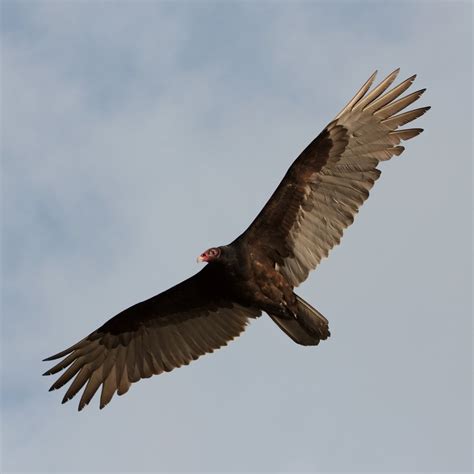 return   turkey vulture  adirondack almanack