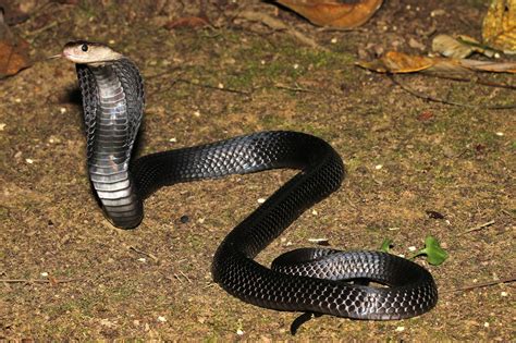 ular asli indonesia ular berbisa