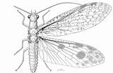 Dobsonfly Stonefly Csiro Robertson Nature Sp Illustration Adult sketch template