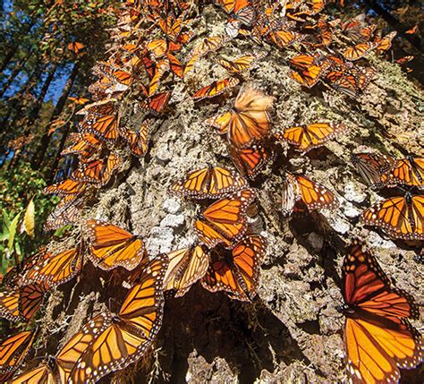 10 Cosas Que Tienes Que Saber Sobre La Mariposa Monarca