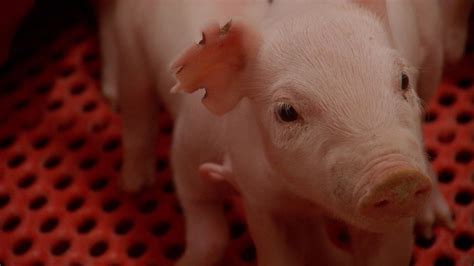Behind The Scenes Of A Canadian Sow Farm