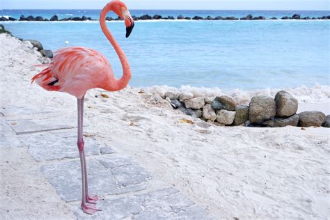baden mit flamingos das geht nur  flamingo beach auf aruba