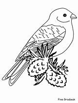 Meadowlark Pino Oiseau Colorier Arbre Uccello Pájaro Animali Coloringhome sketch template