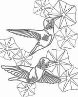 Coloring Pages Hummingbirds Hummingbird sketch template